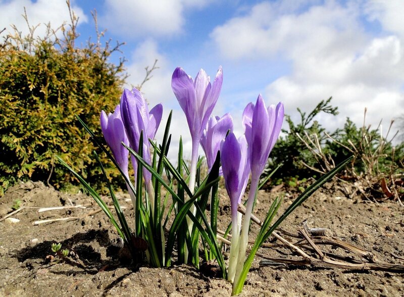 Purple Crocus Flowers — Serene, Spring, Photograph, Soil, Bushes