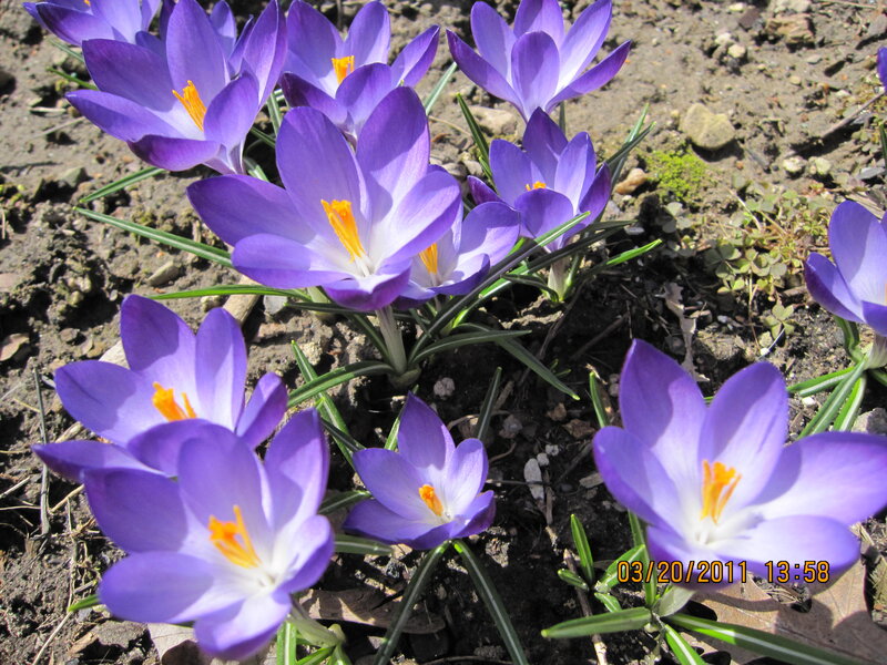 Purple Crocus Flowers — Serene, Spring, Photograph, Soil, Green Leaves, Moss