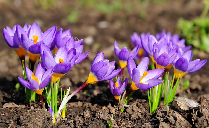 Purple Crocus Flowers — Serene, Spring, Photograph, Soil, Green Leaves, Sunlight