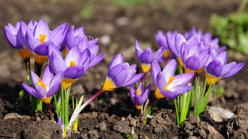 Purple Crocus Flowers — Serene, Spring, Photograph, Soil