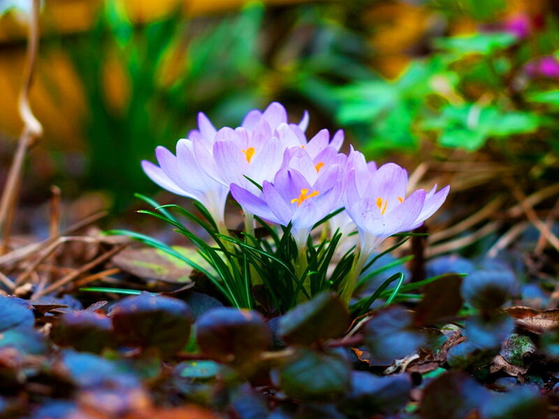Purple Crocus Flowers — Serene, Spring, Photograph