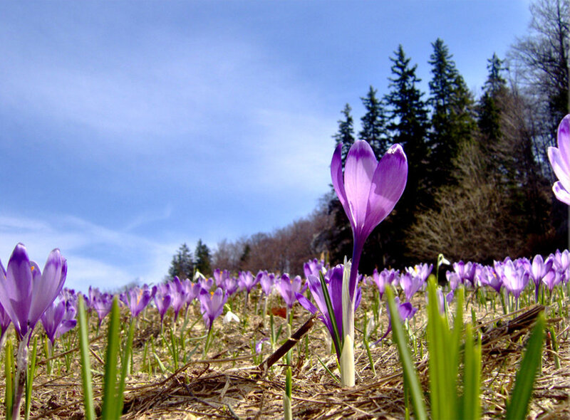 Purple Crocus Flowers — Serene, Spring, Photograph, Trees