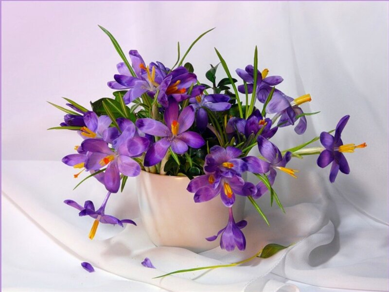 Purple Crocus Flowers — Serene, Spring, Photograph, Vase, Green Leaves
