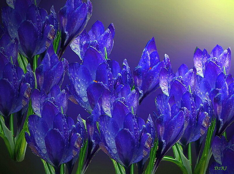 Purple Crocus Flowers — Serene, Spring, Photograph, Water Droplets