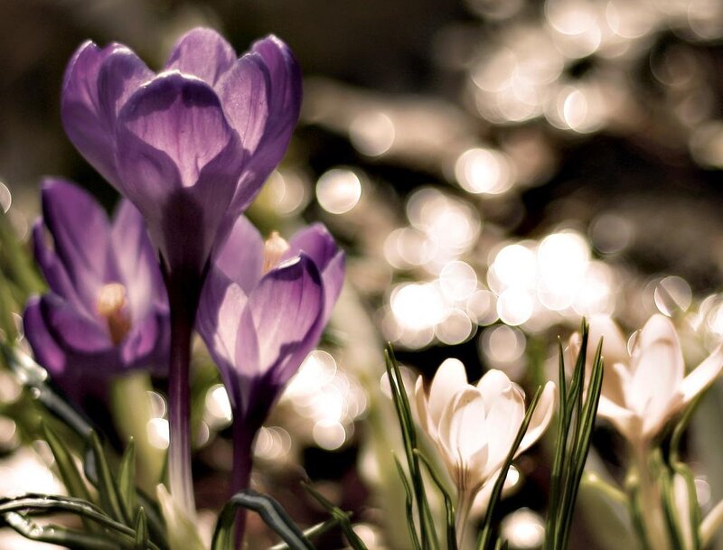 Purple Crocus Flowers — Serene, Spring, Photograph, White Flowers