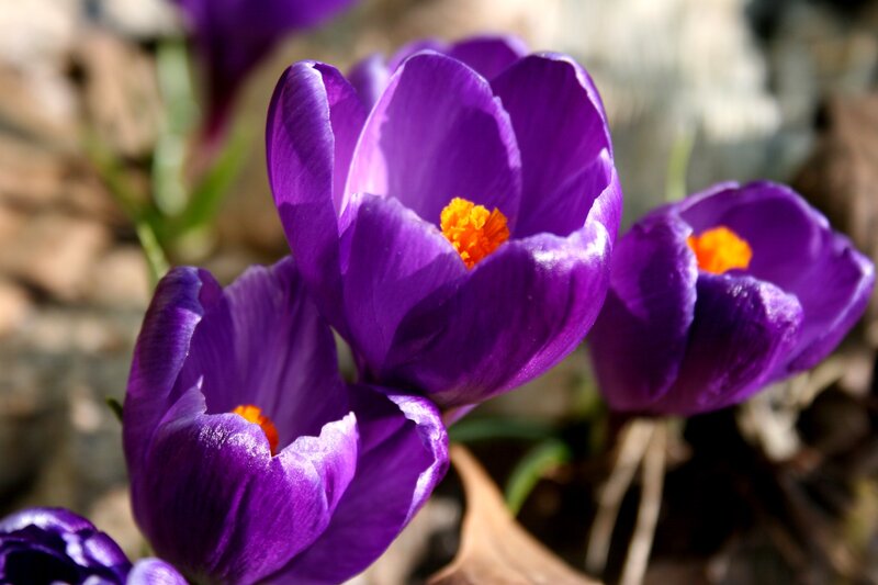 Purple Crocus Flowers — Serene, Spring, Photograph, Yellow Centers