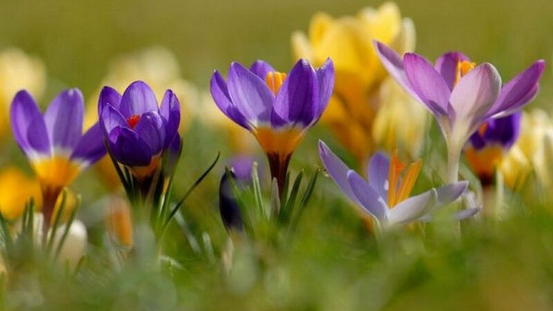 Purple Crocus Flowers — Serene, Spring, Photograph, Yellow Flowers, Green Grass