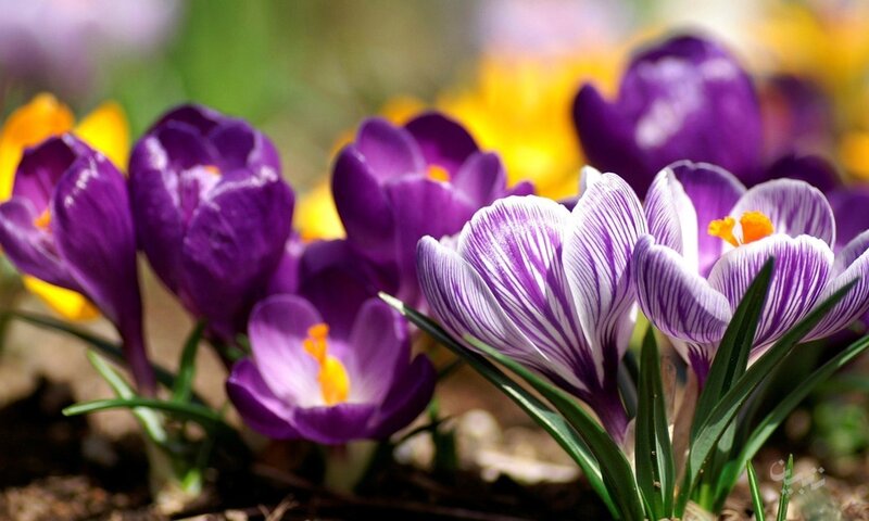 Purple Crocus Flowers — Serene, Spring, Photograph, Yellow Flowers, Green Leaves, Soil, White