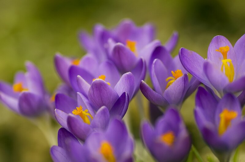 Purple Crocus Flowers — Serene, Spring, Photograph, Yellow Stamen, Green Background