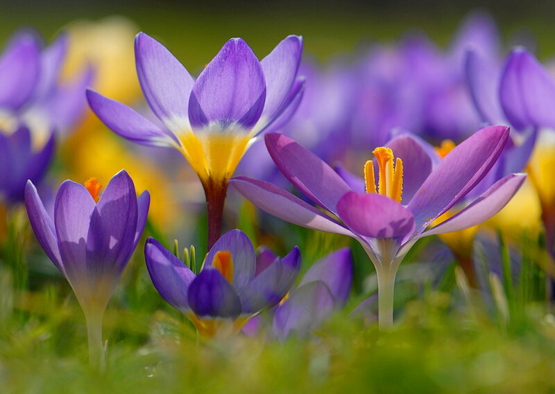 Purple Crocus Flowers — Serene, Spring, Photograph, Yellow Stamen, Green Grass