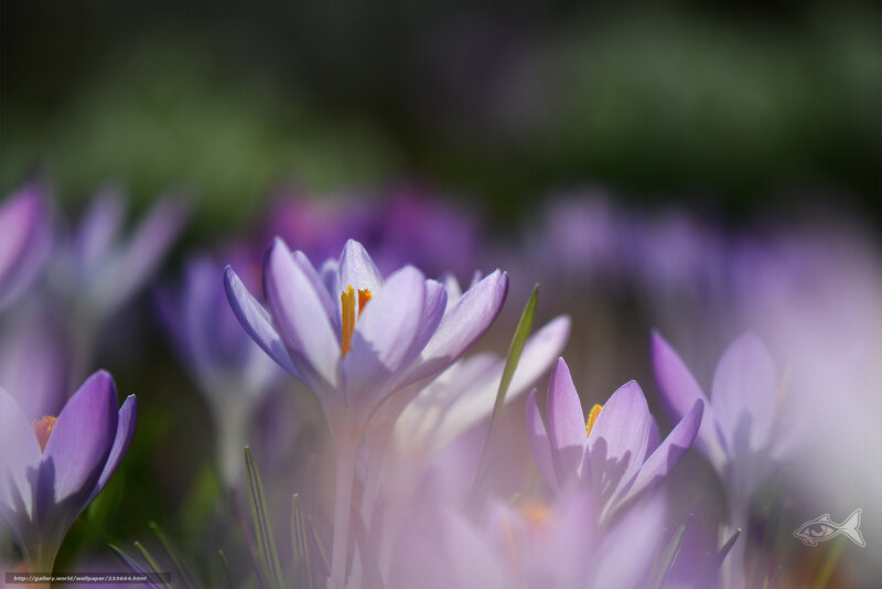 Purple Crocus Flowers — Serene, Spring, Photograph, Yellow Stamen, Green Leaf