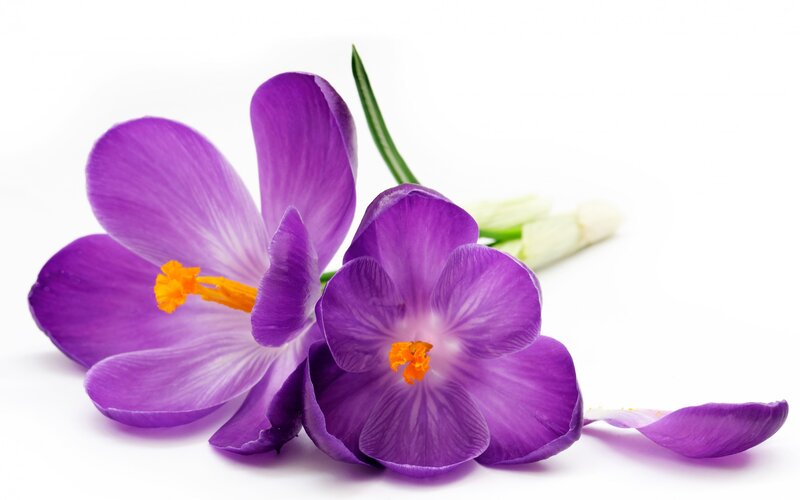 Purple Crocus Flowers — Serene, Spring, Photograph, Yellow Stamen, Green Stem, Petal