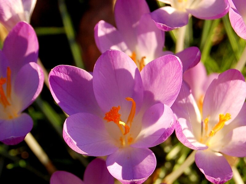 Purple Crocus Flowers — Serene, Spring, Photograph, Yellow Stamen, Green Stem, Sunlight
