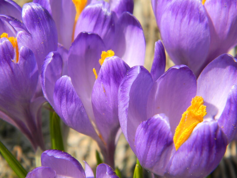 Purple Crocus Flowers — Serene, Spring, Photograph, Yellow Stamen, Green Stem