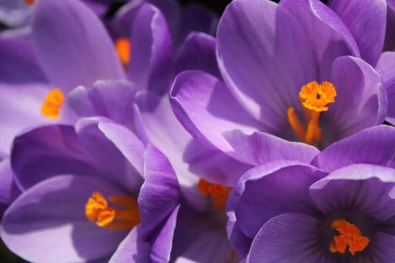 Purple Crocus Flowers — Serene, Spring, Photograph, Yellow Stamen, Petals