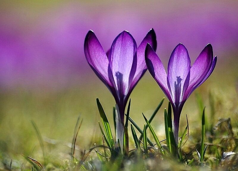 Purple Crocus Flowers — Serene
