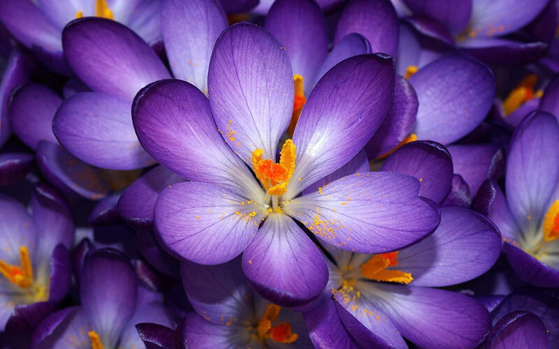 Purple Crocus Flowers — Spring, Yellow Stamen