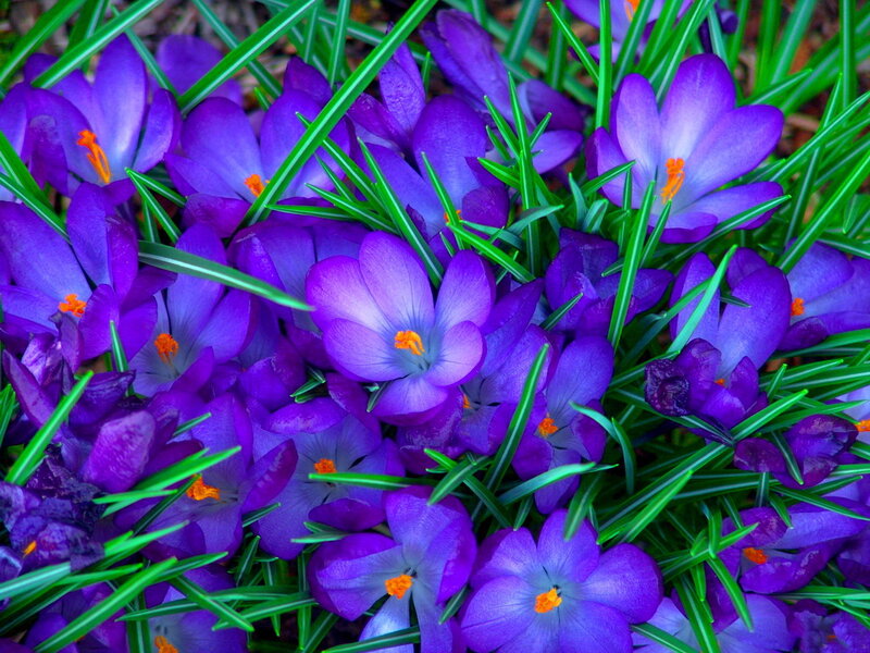 Purple Crocus Flowers — Vibrant, Spring, Photograph, Green Grass