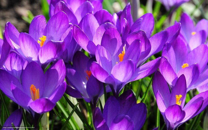 Purple Crocus Flowers — Vibrant, Spring, Photograph, Green Grass, Yellow Stamen