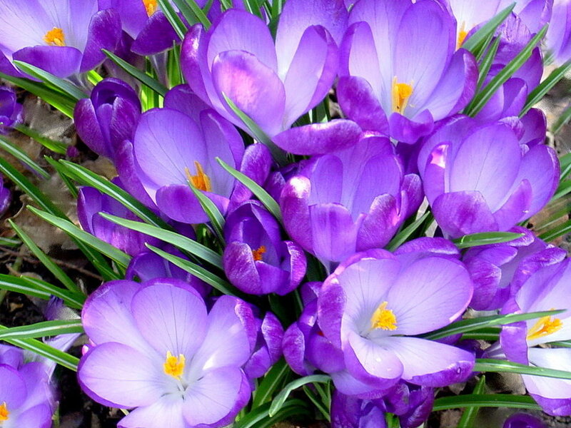 Purple Crocus Flowers — Vibrant, Spring, Photograph, Green Leaves, Yellow Centers