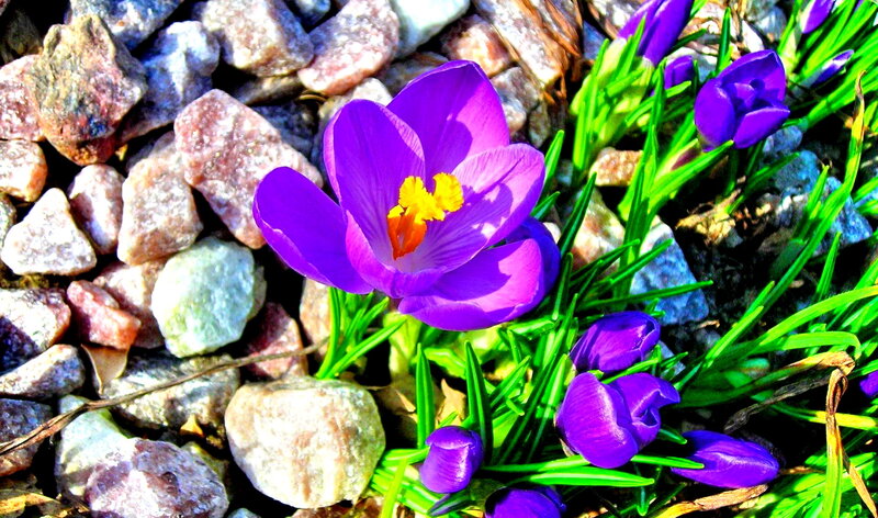 Purple Crocus Flowers — Vibrant, Spring, Photograph, Rocks
