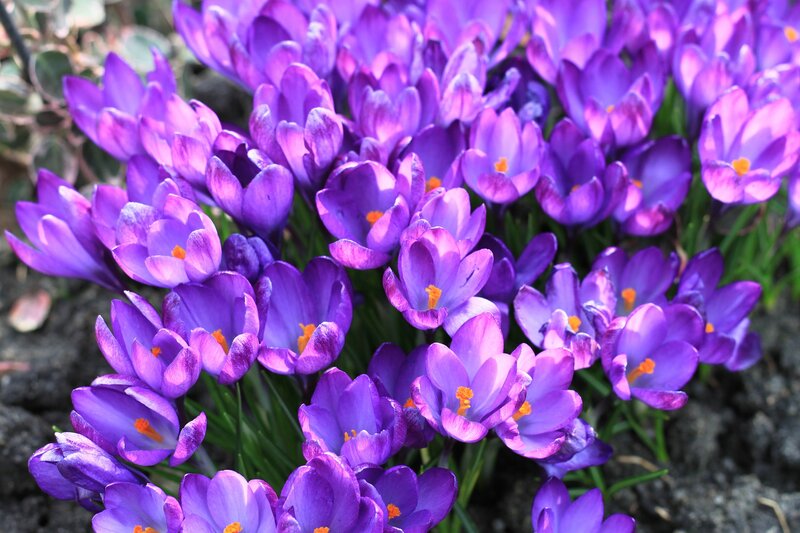 Purple Crocus Flowers — Vibrant, Spring, Photograph, Soil