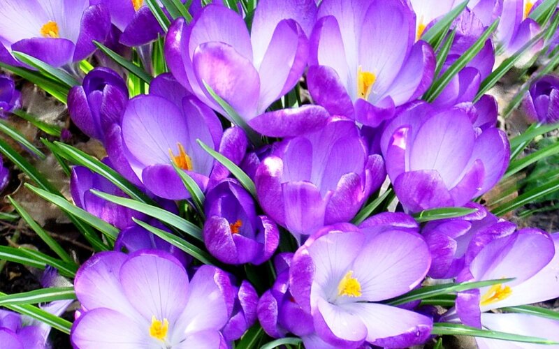 Purple Crocus Flowers — Vibrant, Spring, Photograph