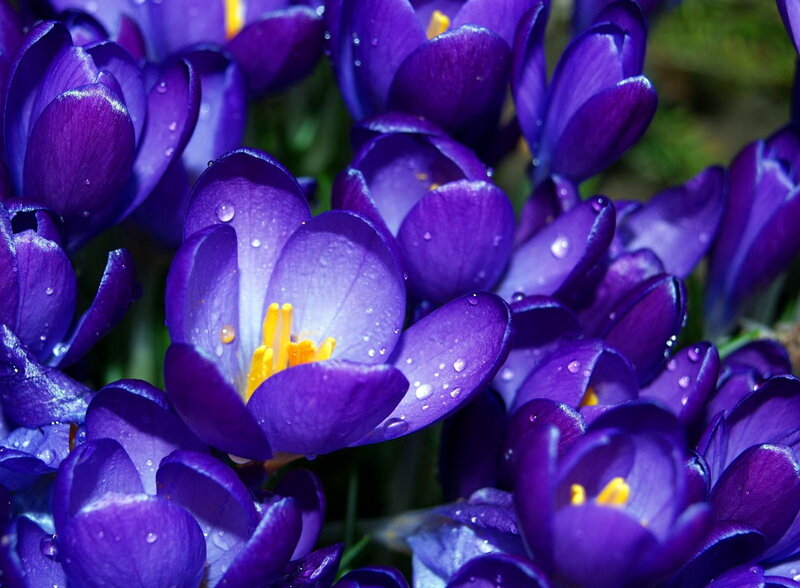 Purple Crocus Flowers — Vibrant, Spring, Photograph, Water Droplets