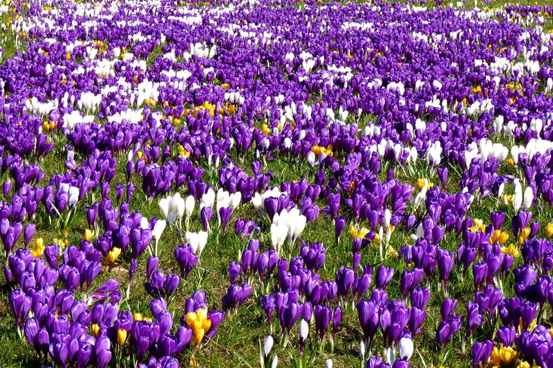 Purple Crocus Flowers — Vibrant, Spring, Photograph, White Flowers