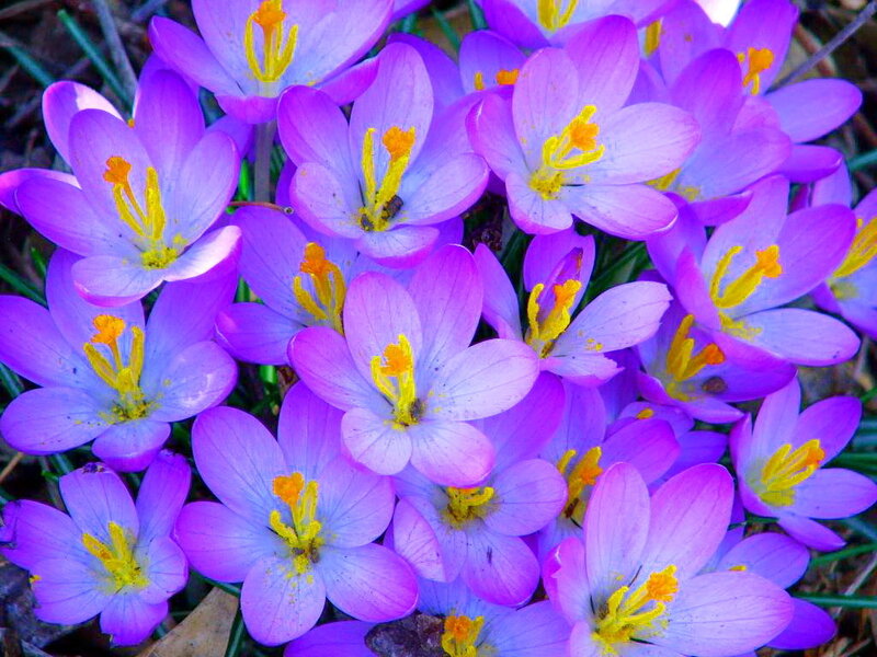 Purple Crocus Flowers — Vibrant, Spring
