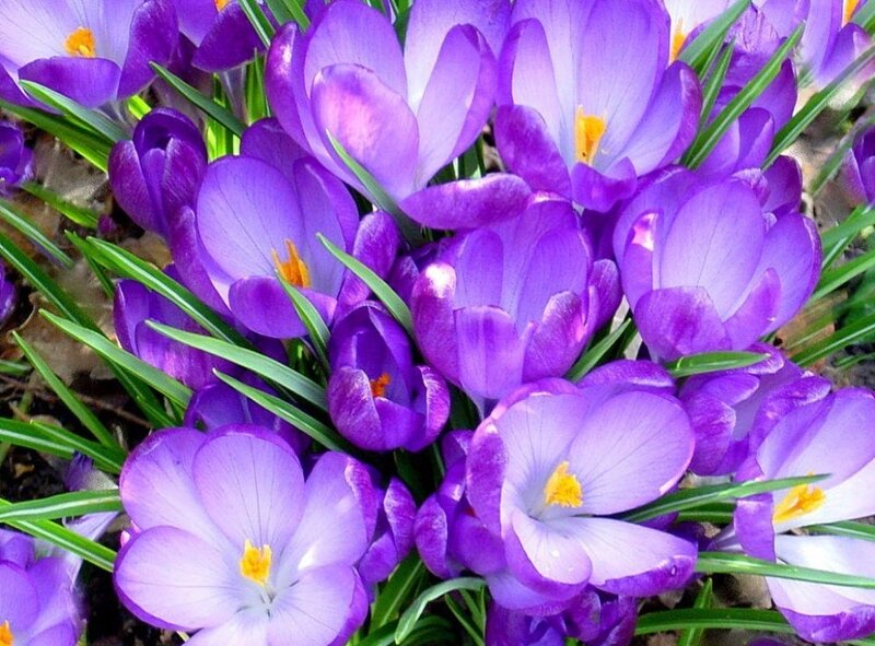 Purple Crocus Flowers — Vibrant