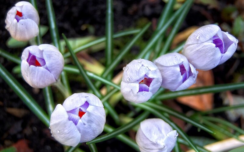Purple Crocus Flowers — White, Calm