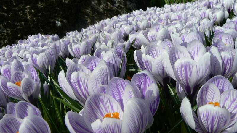 Purple Crocus Flowers — White, Serene