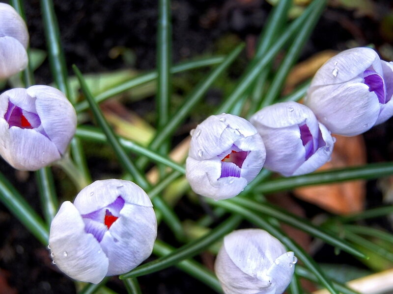 Purple Crocus Flowers — White
