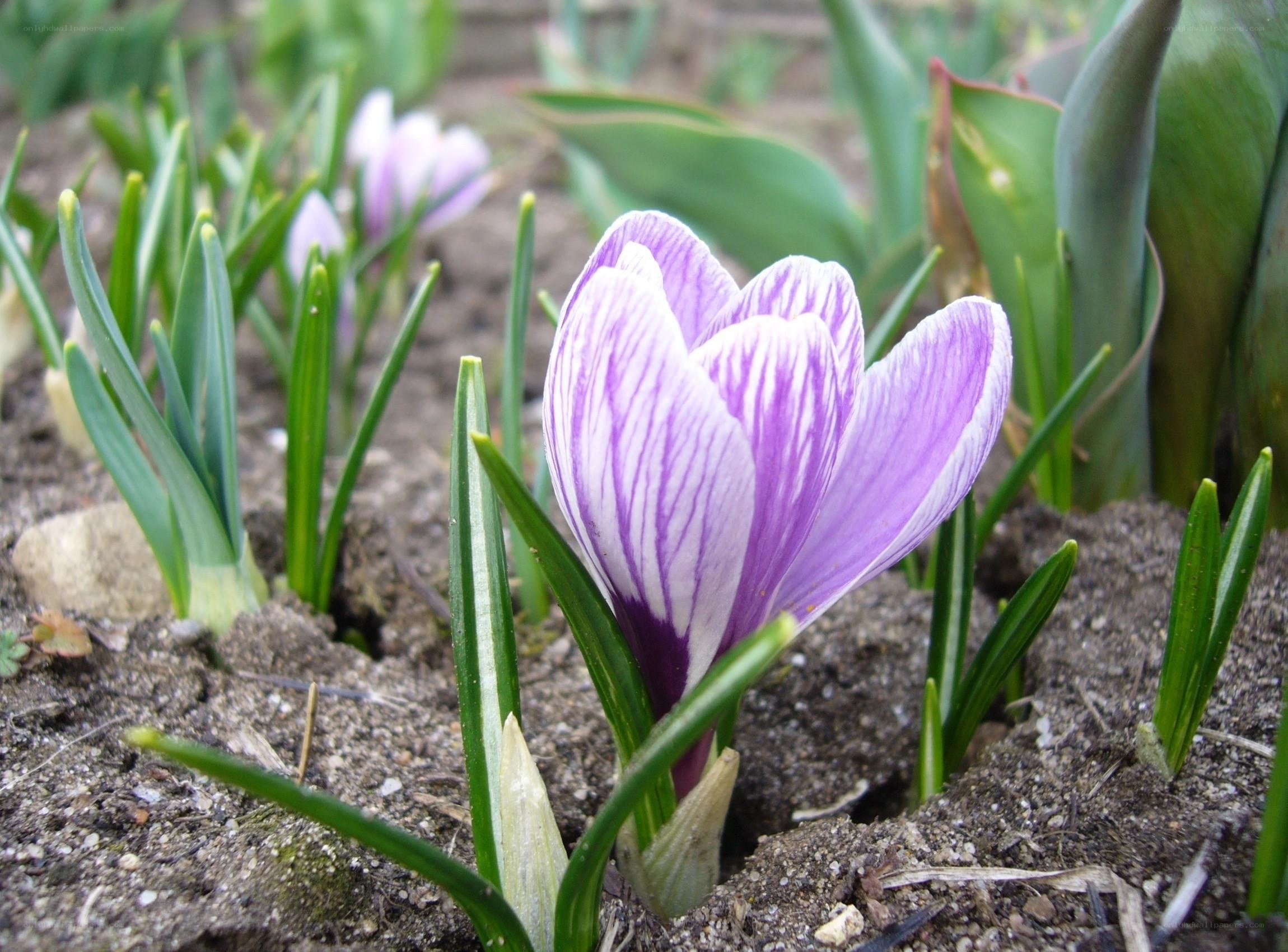 Purple crocus in bloom
