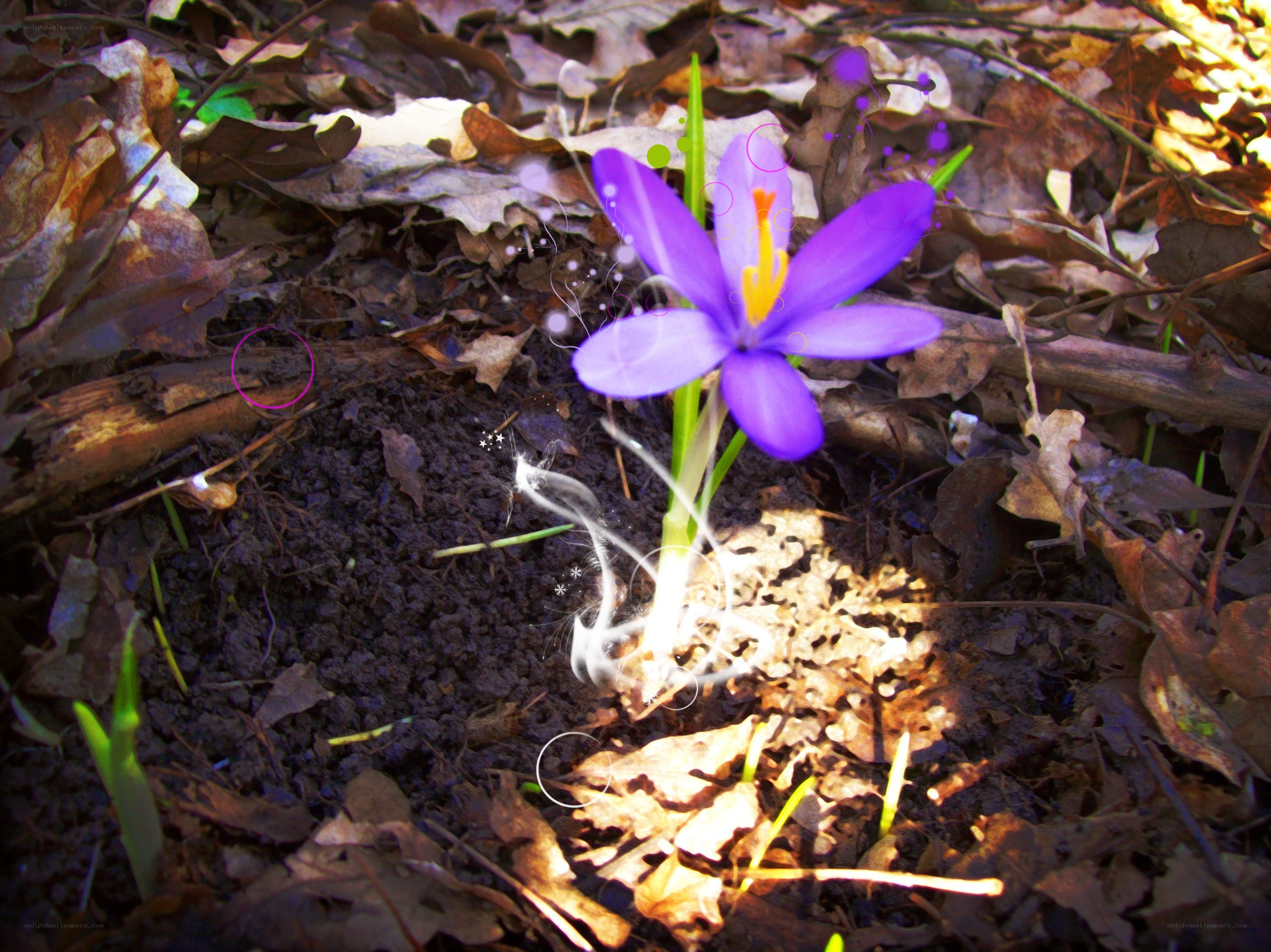 Purple crocus in forest