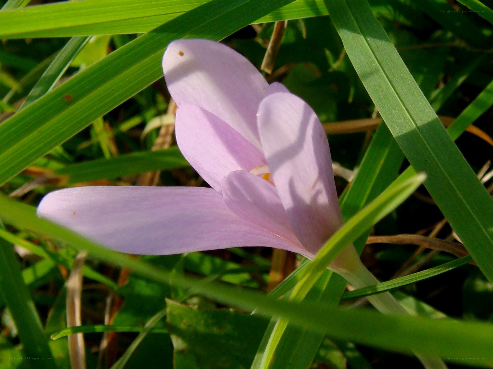purple crocus in grass