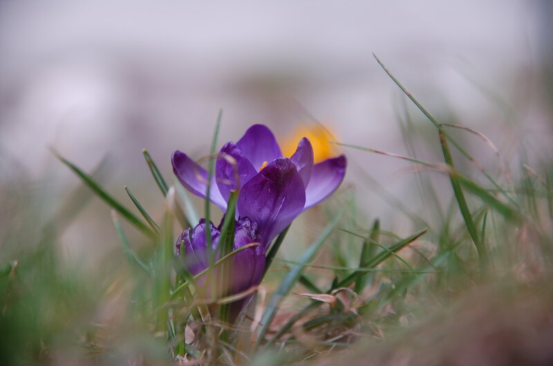 Purple crocus in grass
