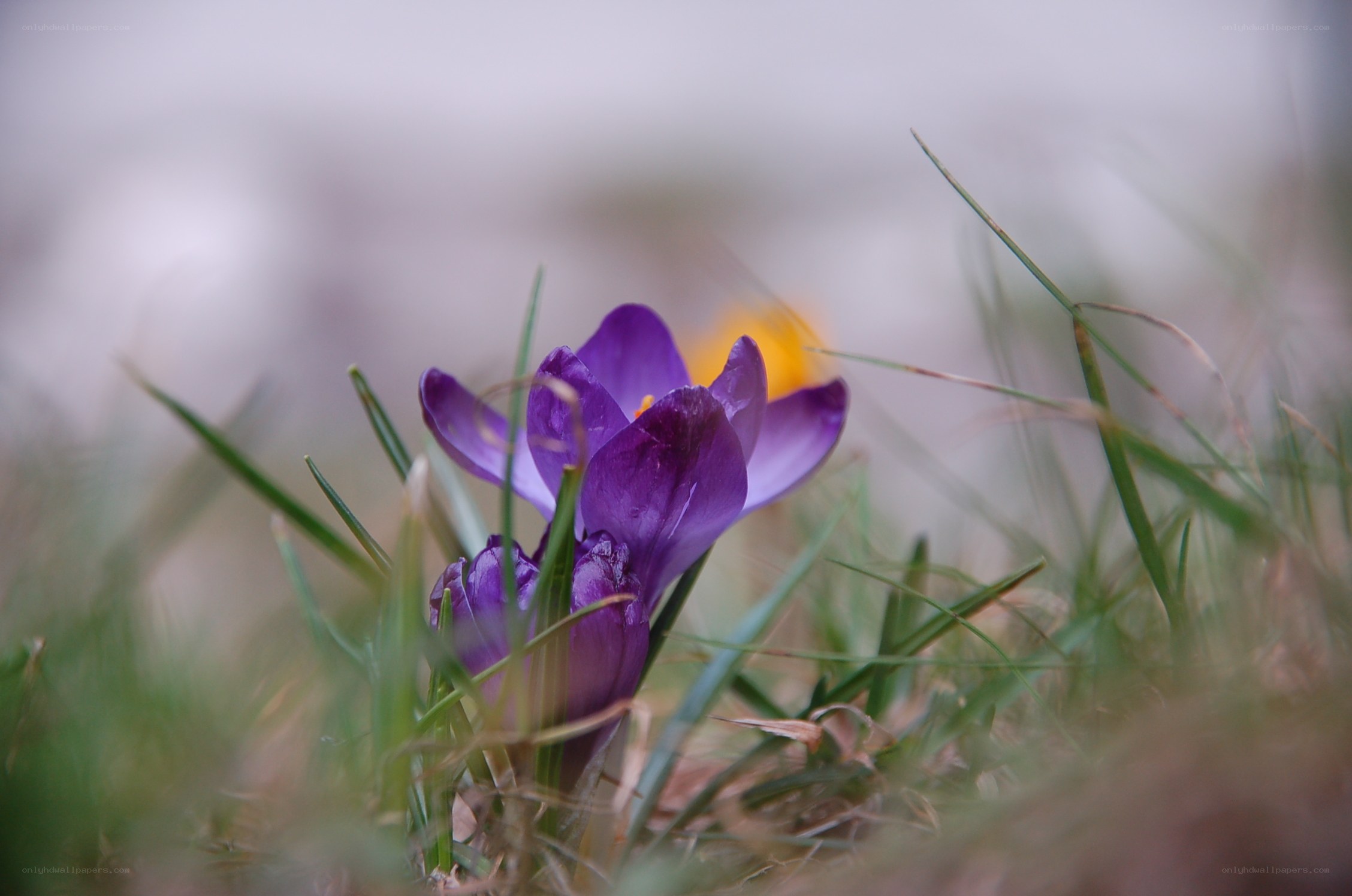 Purple crocus in grass