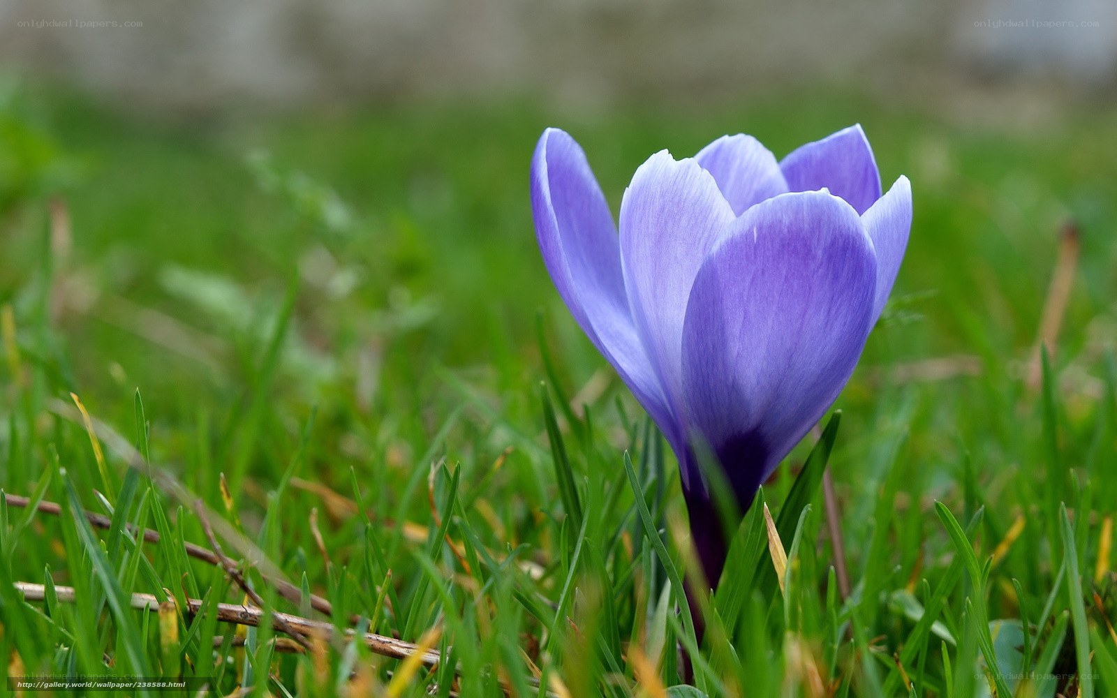 Purple crocus in green grass