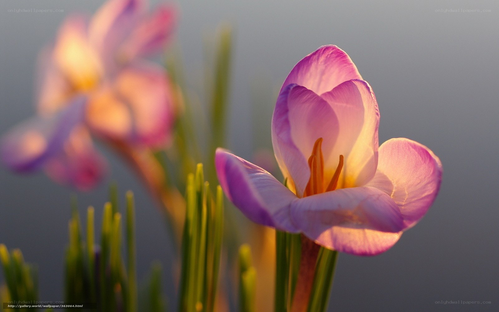 Purple crocus in morning light