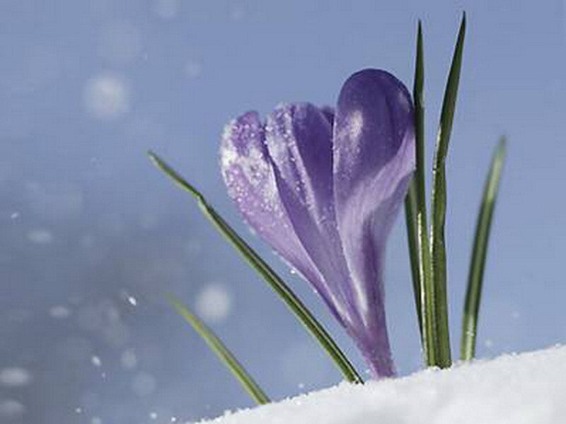 Purple crocus in snow