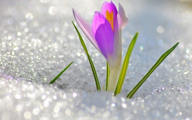 Purple Crocus in Snow — Serene, Spring