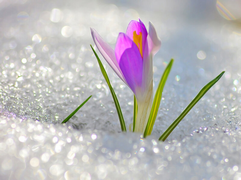 Purple Crocus in Snow — Serene