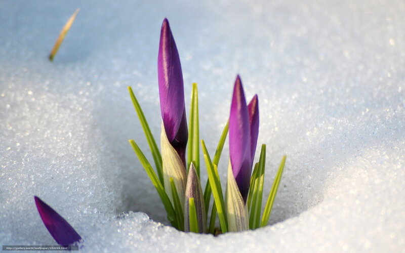 Purple Crocus in Snow — Serene, Winter, Photograph