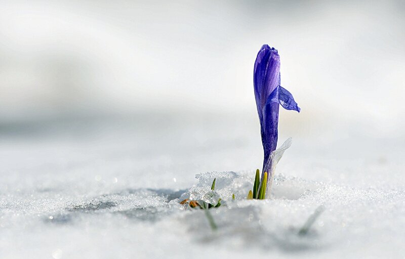 Purple Crocus in Snow — Serene, Winter