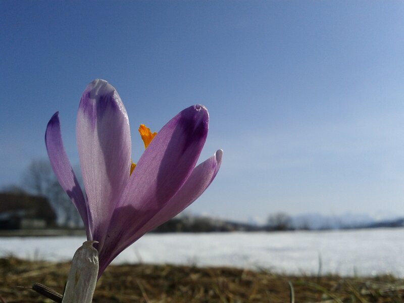 Purple crocus in snow