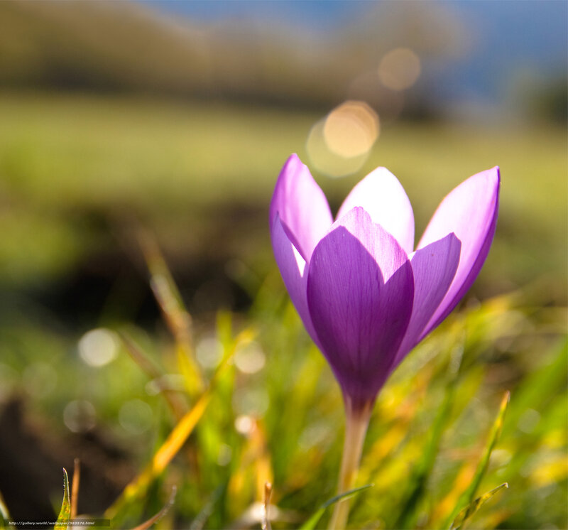 Purple crocus in spring