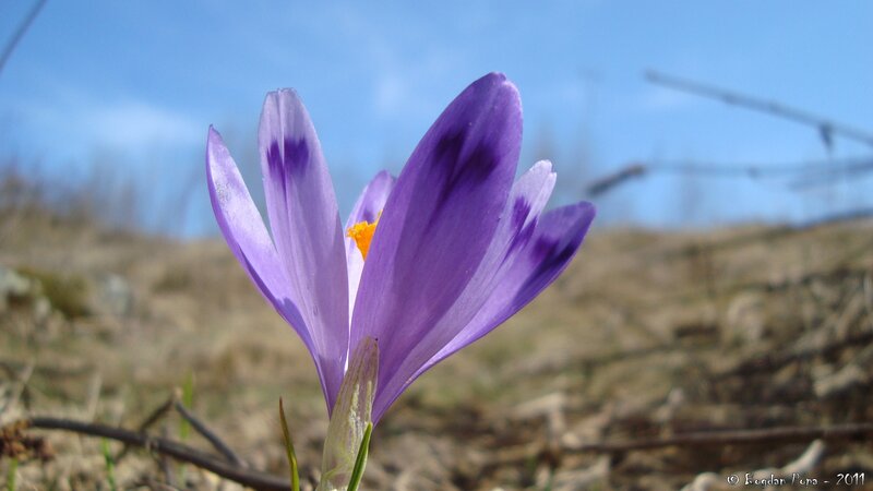 Purple crocus in spring