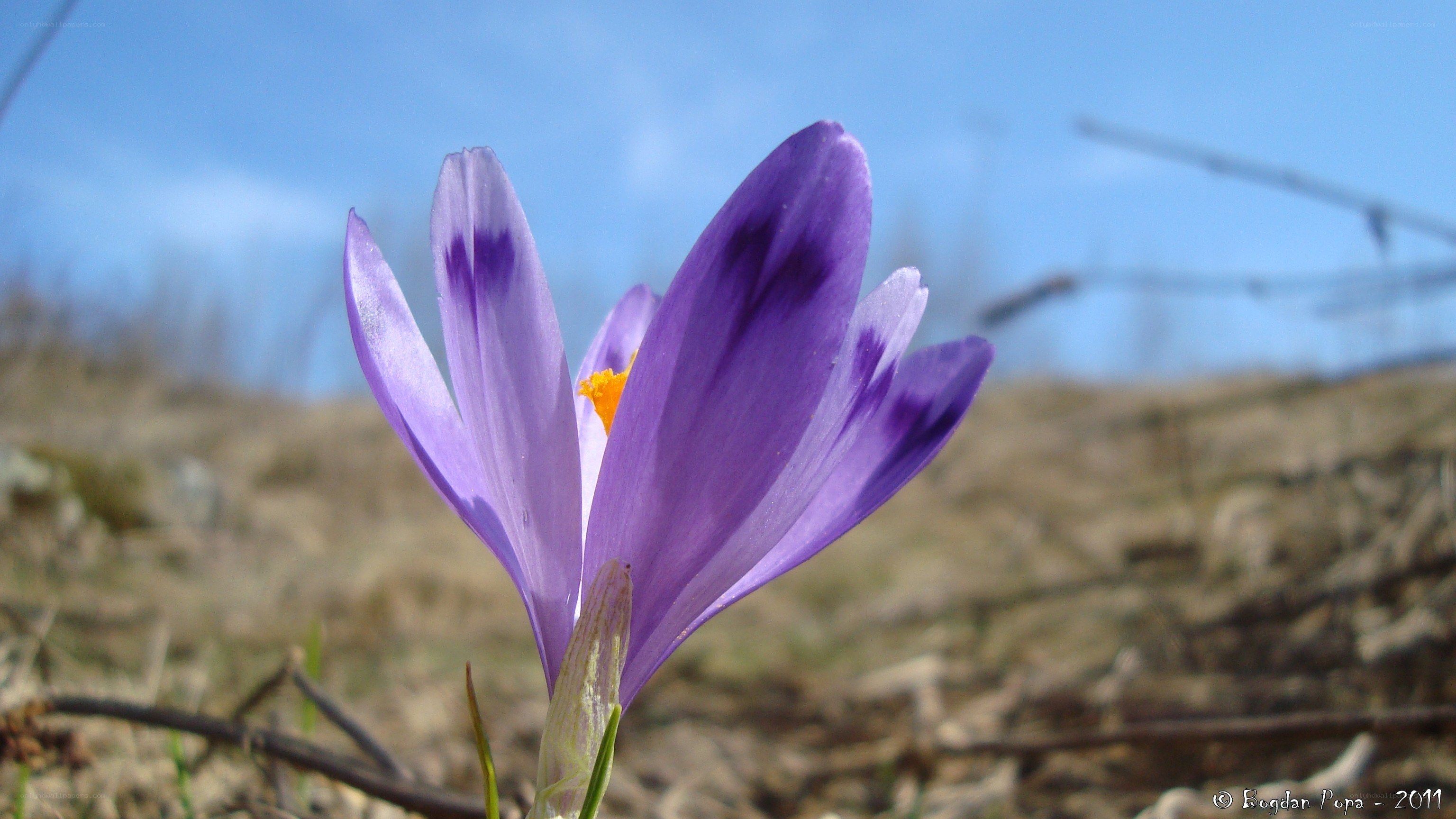 Purple crocus in spring